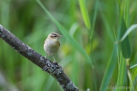 камышевка-барсучок