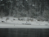 шэрыя чаплі