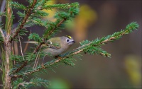 Goldcrest