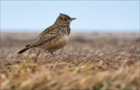 Crested Lark