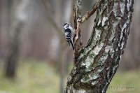 малый дятел