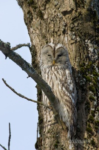 длиннохвостая неясыть