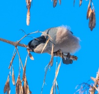 Самка обыкновенного снегиря.