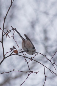Aegithalos caudatus