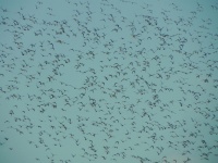 Залацістыя сеўкі