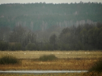 балота Грайна