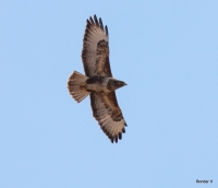 Обыкновенный канюк