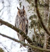 Ушастая сова.