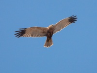 Болотный лунь