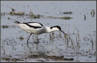 шыладзюбка