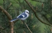 Azure tit