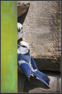 Azure tit