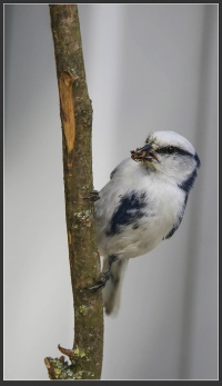 Azure tit