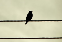 жаўрук-смецюх