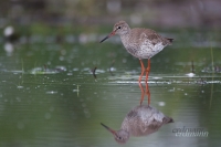 кулік-случок