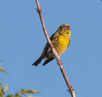 Канареечный вьюрок.