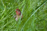 чаромашнік 