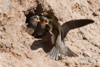 береговая ласточка