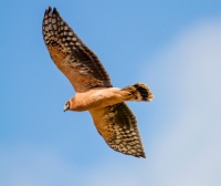 Молодой степной лунь.