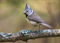 Crested_Tit