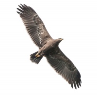 Малый подорлик.