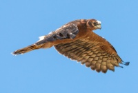 Молодой луговой лунь.