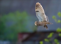 Asio otus