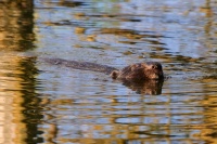 бабёр15-07-2017Аўтар - Сяргей Чарапіца