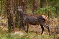 благародны алень