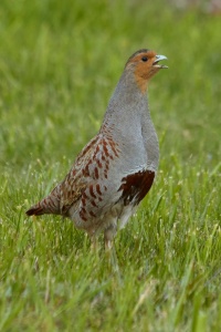 шэрая курапатка