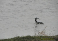 чырвонаваллёвы гагач