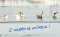 Лебеди-шипуны.
