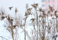 Обыкновенные чечетки.