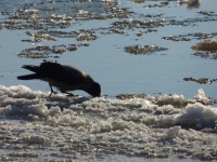 шэрая варона