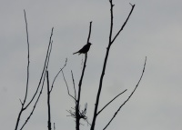 амяла і дрозд