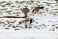 Белолобые гуси и белощекая казарка.