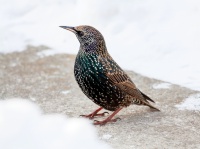 Обыкновенный скворец.