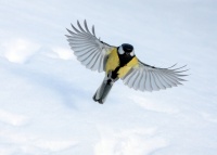 Большая синица.