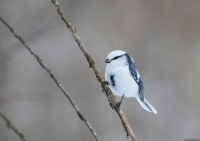 белая сініца