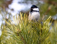 Синица московка.