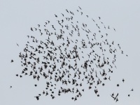 Обыкновенный скворец.