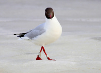 Окольцованная озерная чайка.