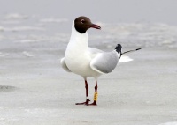 Окольцованная озерная чайка.