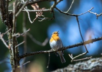 Зарянка поет.