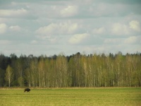 зубр