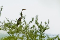 чырвоная чапля