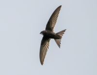 Черный стриж.