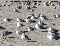 Калифорнийские чайки.