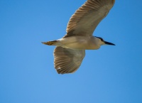 Обыкновенная кваква.