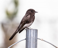 Черный феб.